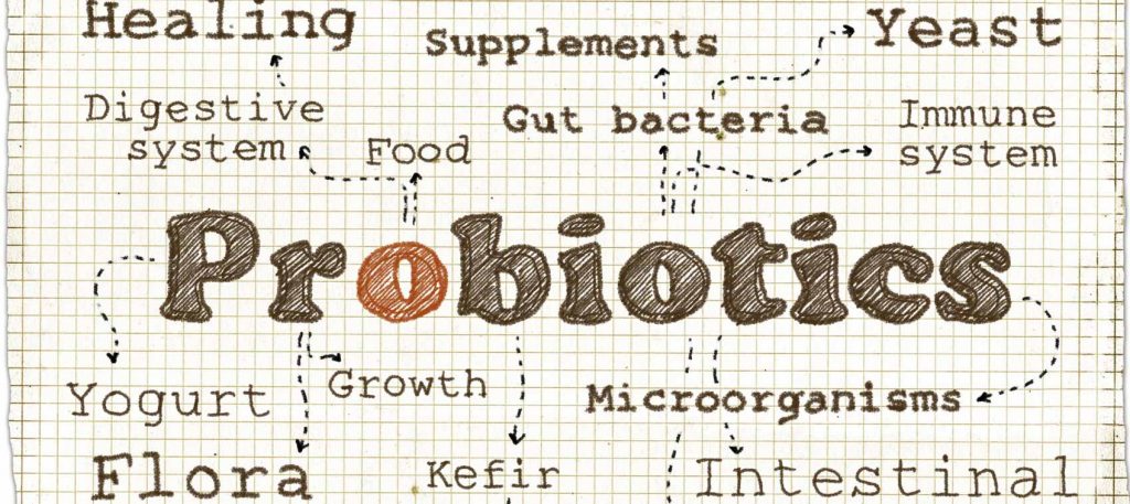 digestive probiotics